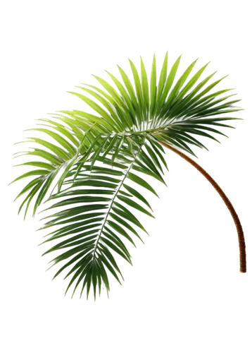 palm tree vector,fan palm,palm leaf,oleaceae,palm leaves,wine palm,palm,palmtree,pony tail palm,tropical leaf,cycad,acacia,coconut leaf,palm sunday,fir fronds,palm fronds,areca nut,frond,palm pasture,norfolk island pine,Illustration,Vector,Vector 15