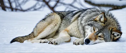 saarloos wolfdog,gray wolf,european wolf,czechoslovakian wolfdog,northern inuit dog,wolfdog,canis lupus,canidae,howling wolf,wolf hunting,red wolf,sled dog,sakhalin husky,wolf down,greenland dog,canis lupus tundrarum,tamaskan dog,wolf,kunming wolfdog,howl,Illustration,Realistic Fantasy,Realistic Fantasy 44