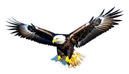 eagle vector,eagle illustration,eagle,eagle drawing,bald eagle,sea eagle,african eagle,american bald eagle,sea head eagle,of prey eagle,african fishing eagle,mongolian eagle,fish eagle,finagle,imperial eagle,eagle eastern,eagleman,eagle head,gray eagle,soar,Illustration,Realistic Fantasy,Realistic Fantasy 37