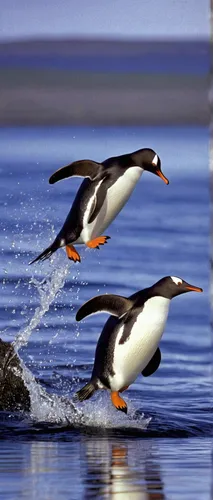 Gentoo penguins (Pygocelis papua papua) jumping out of the water, Sea Lion Island, Falkland Islands, South America - 718-2623,shelduck,puffins,flying penguin,australian shelduck,crested terns,haematop