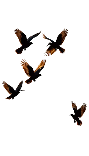 birds in flight,birds flying,bird flight,flying birds,swifts,migratory birds,bird illustration,bird flying,geese flying,birds outline,pigeon flight,blackbirds,bird in flight,group of birds,crows,bird migration,the birds,crane bird flying,bird fly,migratory bird,Illustration,American Style,American Style 10