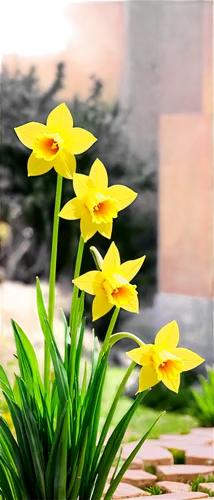 yellow daffodils,jonquils,flower background,daffodils,flowers png,spring background,the trumpet daffodil,yellow daffodil,jonquil,tulipa sylvestris,tulip background,yellow daylilies,easter lilies,springtime background,daffodil,yellow tulips,daylilies,spring leaf background,spring greeting,yellow daylily,Unique,Pixel,Pixel 03