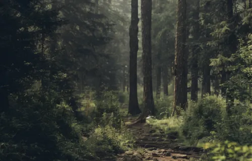 Forest with shadows lightly moving through the canopy. Stationary camera. No movement other than the shadows and the leaves.,a forest with disapearing bush in corner,forest path,forest background,fore