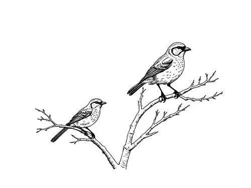 line art birds,shrikes,birds on a branch,birds on branch,passerine parrots,helmetshrikes,bushshrikes,flycatchers,grosbeaks,flower and bird illustration,bird couple,bird illustration,passerines,treepies,pair of pigeons,dotterels,bird on branch,birds outline,waxhaws,gnatcatchers,Design Sketch,Design Sketch,Rough Outline