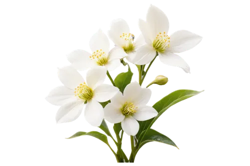 easter lilies,flowers png,white lily,star of bethlehem,white flower,lilies of the valley,garden star of bethlehem,white flowers,madonna lily,lily of the valley,delicate white flower,lilly of the valley,white floral background,white flower cherry,white blossom,white orchid,lily of the field,white petals,flower background,flower wallpaper,Illustration,Abstract Fantasy,Abstract Fantasy 11