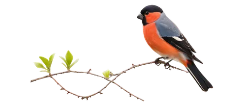 minivet,aracama,bushshrike,bird png,orioles,bird on branch,oriole,flowerpeckers,scarlet honeyeater,male finch,nature bird,baltimore oriole,bullfinch,colorful birds,gujarat birds,zebra finch,an ornamental bird,forktail,flower and bird illustration,bird painting,Conceptual Art,Fantasy,Fantasy 11