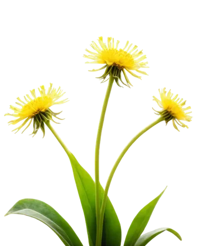 dandelion background,common dandelion,dandelion flower,taraxacum,taraxacum officinale,chrysanthemum background,inula,flower background,xerochrysum bracteatumm,flowers png,dandelions,taraxacum ruderalia,green chrysanthemums,yellow chrysanthemum,flower wallpaper,hieracium,leucanthemum,yellow calendula flower,strawflower,yellow chrysanthemums,Photography,Documentary Photography,Documentary Photography 33