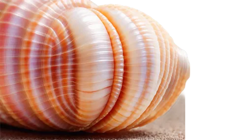 sea shell,snail shell,spiny sea shell,scallop,marine gastropods,baltic clam,clam shell,chambered nautilus,sea snail,banded snail,gastropods,mollusc,mollusks,mollusk,seashell,blue sea shell pattern,whelk,gastropod,shell,anago,Photography,Documentary Photography,Documentary Photography 33