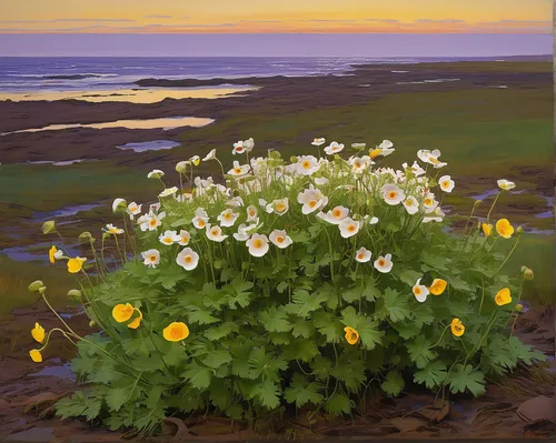 Imagine a dystopian future where bush anemones are the only remaining plants, and write a detailed description of their importance.,marsh marigolds,trollius of the community,anemone sylvestris,primros