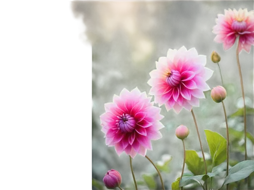 pink dahlias,pink chrysanthemum,pink chrysanthemums,dahlia pink,strawflower,pompom dahlia,chrysanthemum cherry,south african daisy,vancouver dahlia,dahlias,garden dahlia,dahlia flowers,purple chrysanthemum,violet chrysanthemum,helichrysum,dahlia purple,european michaelmas daisy,african daisy,garden chrysanthemums,garden chrysanthemum,Photography,Documentary Photography,Documentary Photography 22