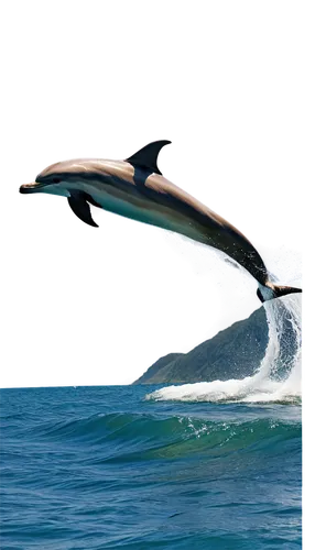 spinner dolphin,white-beaked dolphin,a flying dolphin in air,oceanic dolphins,striped dolphin,bottlenose dolphin,wholphin,northern whale dolphin,two dolphins,dolphin,common bottlenose dolphin,bottlenose dolphins,dolphins,spotted dolphin,dusky dolphin,common dolphins,dolphin swimming,porpoise,delfin,dolphin background,Conceptual Art,Daily,Daily 06