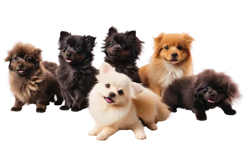 german spitz mittel,german spitz,german spitz klein,pet vitamins & supplements,dog breed,japanese spitz,dog pure-breed,ancient dog breeds,giant dog breed,pekingese,color dogs,indian spitz,schipperke,swedish lapphund,australian terrier,kennel club,keeshond,skye terrier,small breed,finnish lapphund,Photography,Artistic Photography,Artistic Photography 02