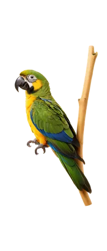 toucanet,yellow green parakeet,yellow parakeet,bird png,green rosella,bird illustration,yellowish green parakeet,sun parakeet,caique,blue-tailed bee-eater,bird painting,yellow macaw,beautiful yellow green parakeet,european bee eater,south american parakeet,yellow-green parrots,bird on branch,waxeye,the slender-billed parakeet,tropical bird,Conceptual Art,Sci-Fi,Sci-Fi 12