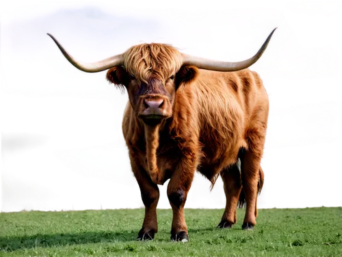 watusi cow,texas longhorn,scottish highland cattle,highland cattle,highland cow,horns cow,scottish highland cow,alpine cow,longhorn,ox,mountain cow,oxen,gnu,yak,zebu,bos taurus,galloway cattle,cow,bovine,beef cattle,Conceptual Art,Oil color,Oil Color 14