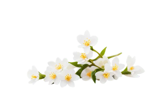 flowers png,wood daisy background,flower background,white floral background,star of bethlehem,white daisies,garden star of bethlehem,floral digital background,flower wallpaper,cherokee rose,linanthus,white flower,camomile flower,daisy flowers,white flowers,white flower cherry,delicate white flower,spring background,flower illustrative,jasminum,Illustration,American Style,American Style 11