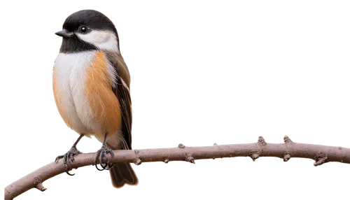 white-headed munia,chestnut-backed chickadee,chickadee,tufted titmouse,black-headed munia,eastern kingbird,daurian redstart,carolina chickadee,northern grey shrike,munia,white-crowned,chestnut munia,rufous,titmouse,pied butcherbird,butcherbird,black capped chickadee,belted kingfisher,collared inca,sterna hirundo,Unique,Paper Cuts,Paper Cuts 01