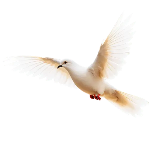 dove of peace,fairy tern,tern bird,tern flying,flying tern,peace dove,royal tern,white dove,tern,arctic tern,doves of peace,flying common tern,seagull in flight,little tern,silver tern,bird in flight,river tern,sandwich tern,white bird,common tern,Illustration,Retro,Retro 04