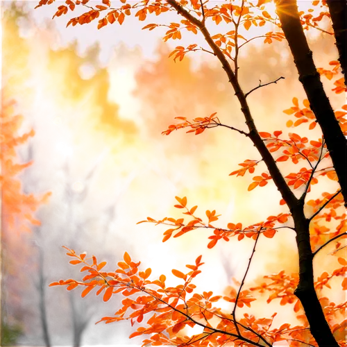 autumn frame,autumn background,autumn forest,round autumn frame,autumn scenery,autumn sun,light of autumn,autumn light,autumn tree,one autumn afternoon,autumn trees,late autumn,autumn leaves,golden autumn,autumn color,beech leaves,autumn,fall foliage,autumn gold,autumn sunshine,Conceptual Art,Oil color,Oil Color 22