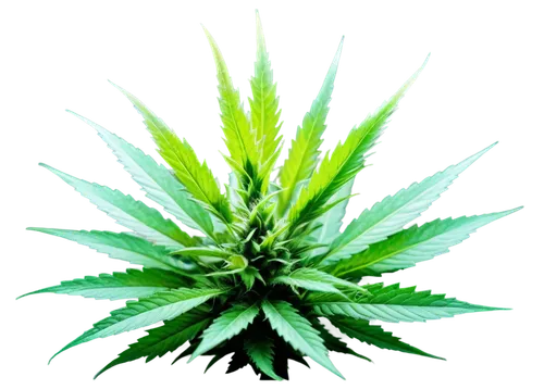 cannabidiol,mugwort,custody leaf,mape leaf,medicinal plant,cannabinol,green congo,diesel hybrid,japanese mugwort,green plant,weed,crop plant,flatweed,pot plant,aromatic plant,sativa,mary-bud,motherwort,green leaf,cbd oil,Conceptual Art,Daily,Daily 21