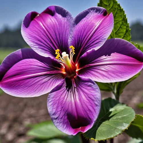 purple morning glory flower,purple flower,balloon flower,garden petunia,mexican petunia,petunias,flower purple,hawaiian hibiscus,arable widow flower,pericallis,tulipan violet,solanaceae,trumpet flower,tree mallow,windflower,trumpet flowers,beautiful flower,flowers png,two-tone flower,lilac hibiscus,Photography,General,Realistic