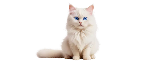 cat on a blue background,cat with blue eyes,white cat,blue eyes cat,colotti,bluestar,snowbell,british longhair cat,siamese cat,suara,siamese,breed cat,jayfeather,cat vector,garrison,korin,birman,himalayan persian,cat image,bleustein,Art,Artistic Painting,Artistic Painting 02