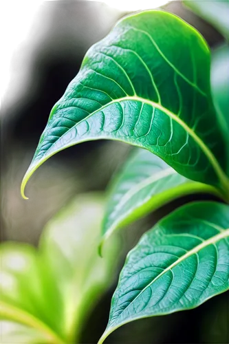 tropical leaf,tropical leaf pattern,jungle leaf,philodendrons,green leaf,moraceae,leaf structure,foliage leaf,green leaves,leaf green,leaf background,thick-leaf plant,magnolia leaf,tobacco leaves,mandarin leaves,fig leaf,philodendron,vitaceae,leaf veins,leaves,Conceptual Art,Sci-Fi,Sci-Fi 13