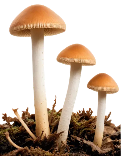 Various mushrooms, forest floor, afternoon sun, soft shadows, detailed textures, earthy brown caps, white stems, delicate gills, moist soil, subtle mist, 3/4 composition, shallow depth of field, warm 