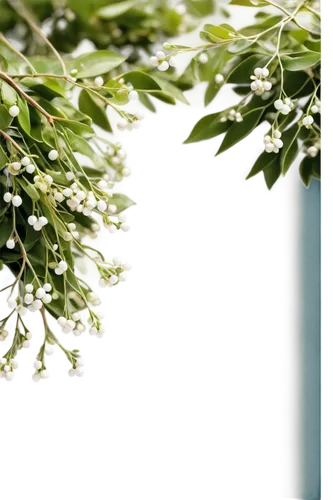 night-blooming jasmine,jasmine flowers,white flower cherry,flower jasmine,white jasmine,white blossom,farmer's jasmine,gypsophila,jasminum,jasmine flower,star jasmine,japanese jasmine,scent of jasmine,jasmine blossom,bag of gypsophila,myrtus,wild jasmine,night scented jasmine,ornamental cherry,tree blossoms,Photography,Fashion Photography,Fashion Photography 15