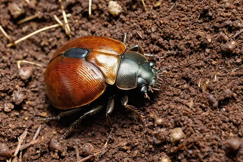 brown texture, realistic, smelly, waste material, biological, outdoor setting, grass background, flies, decomposing process, natural light, close-up shot, detailed texture, organic matter, environment