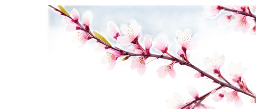 cherry branches,cherry blossom branch,autumnalis,plum blossoms,plum blossom,flowers png,sakura branch,spring background,ornamental cherry,forsythia,winter blooming cherry,prunus,japanese sakura background,winter jasmine,cherry branch,stylidium,sakura background,apricot blossom,gaura,sakura cherry tree,Conceptual Art,Oil color,Oil Color 12