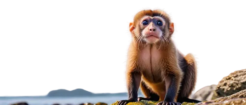 barbary monkey,long tailed macaque,barbary macaque,barbary ape,macaque,de brazza's monkey,langur,macaca,francois langur,japanese macaque,crab-eating macaque,squirrel monkey,macaques,mangabey,mandrill,baboon,capuchins,primate,barbary macaques,japan macaque,Art,Artistic Painting,Artistic Painting 47