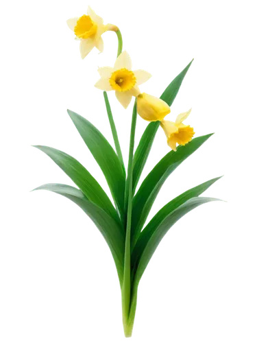 flower background,flowers png,spring leaf background,flower wallpaper,tulip background,jonquils,easter lilies,spring background,lilies of the valley,jonquil,daffodils,daff,flower illustrative,yellow daffodil,yellow flower,filled daffodil,flower illustration,daffyd,daffodil,floral digital background,Photography,Fashion Photography,Fashion Photography 24