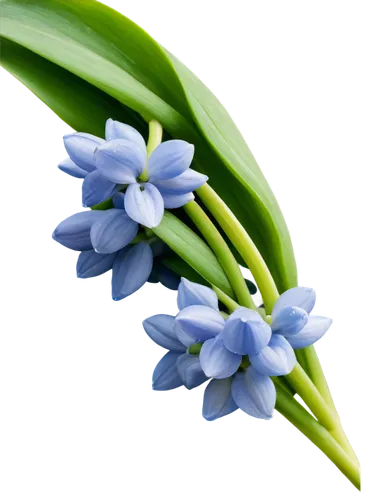 flowers png,blue grape hyacinth,grape hyacinths,hyacinths,white grape hyacinths,siberian squill,grape hyacinth,muscari armeniacum,common grape hyacinth,muscari,grape-hyacinth,india hyacinth,hyacinth,graph hyacinth,blue flowers,tuberose,striped squill,blue flower,agapanthus,blue petals,Photography,Fashion Photography,Fashion Photography 16