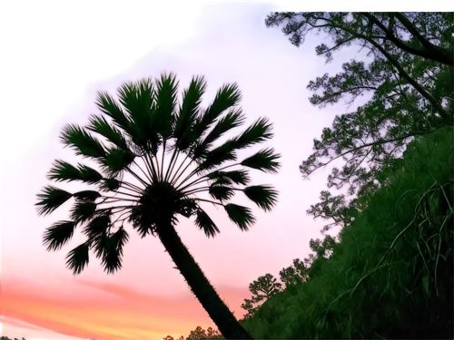 palm tree silhouette,palm tree,palmtree,palms,wine palm,two palms,palm tree vector,palm,washingtonia,palm silhouettes,palmetto,palmetto coasts,palm pasture,giant palm tree,carrabelle,royal palms,palmettos,palm forest,easter palm,fan palm,Illustration,Realistic Fantasy,Realistic Fantasy 26