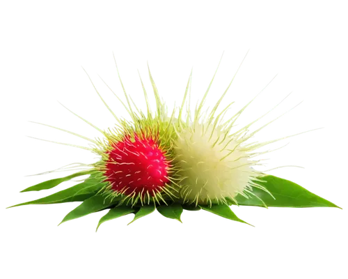 rambutan,ball thistle,strawflower,prickly flower,calliandra,cirsium,marmosa,lychees,flower of passion fruit,dandelion background,flowers png,plumosa,pappus,dandelion flower,pincushion,flower background,dandelion parachute ball,carpobrotus,common dandelion,callistemon,Art,Classical Oil Painting,Classical Oil Painting 37