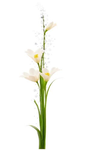 grass lily,garden star of bethlehem,lily of the valley,lily of the field,grape-grass lily,grass blossom,flowers png,butterfly orchid,lilies of the valley,forest orchid,citronella,star of bethlehem,lilly of the valley,menziesii,platanthera,sagittaria,stylidium,panicle,lily of the desert,madonna lily,Illustration,Vector,Vector 15