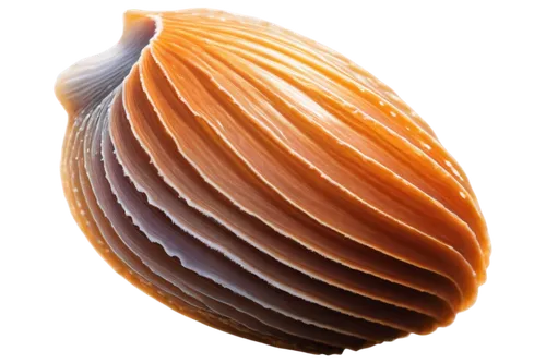 pilgrim shell,ellipsoid,ellipsoids,calliostoma,operculum,fibrillar,onion seed,shelled gastropod,gradient mesh,snail shell,spheroidal,egg shell,protoconch,spiny sea shell,shell,ammonoid,stereocilia,spherion,apical,acorn,Conceptual Art,Graffiti Art,Graffiti Art 06