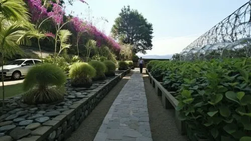 several plants and a stone path in a garden,biopiracy,garden of plants,exotic plants,getty centre,tunnel of plants,darwinia,Photography,Documentary Photography,Documentary Photography 31