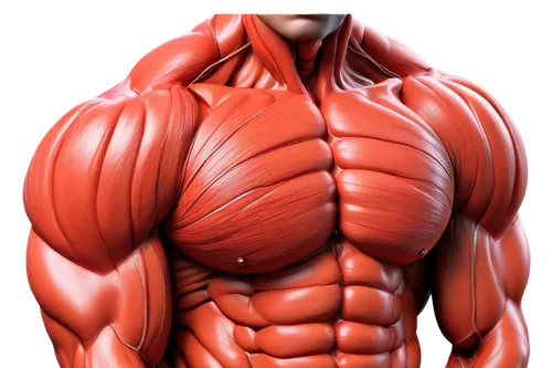 muscular system,serratus,musculature,pec,latissimus,muscularity,muscle man,human body anatomy,muscularly,muscle angle,obliques,body building,pectoralis,intermuscular,perivascular,torso,pectorals,sculpt,redflex,human body,Conceptual Art,Sci-Fi,Sci-Fi 08