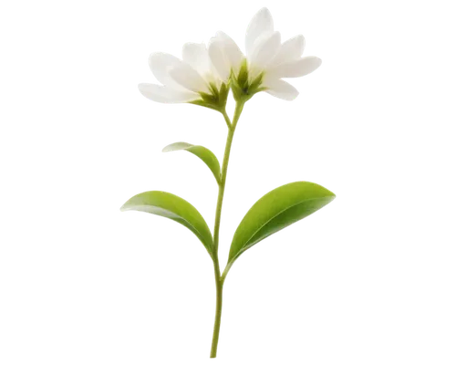 Delicate white petals, tender stem, green leaves, soft focus, close-up shot, 1/2 composition, gentle natural light, warm color tone, subtle texture, intricate details, isolated on transparent backgrou