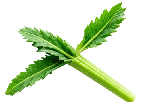 parsley leaves,celery stalk,celery plant,green leaf,nettle leaves,spring leaf background,citronella,shrub celery,mint leaf,green wallpaper,parsley,tropical leaf,fern leaf,leaf fern,wild celery,celery,chervil,patrol,green leaves,stevia,Art,Artistic Painting,Artistic Painting 05