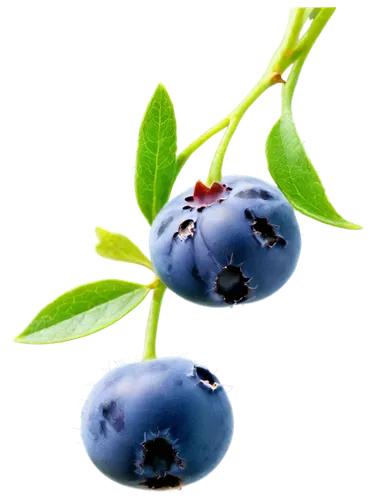 Fresh blueberries, juicy pulp, sweet aroma, small round shape, plump texture, vibrant blue skin, green calyx, stem attached, morning dew, soft natural light, macro shot, extreme close-up, shallow dept