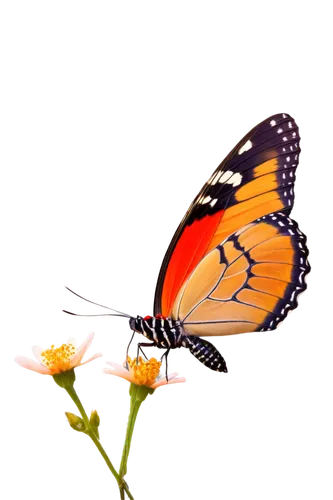 butterfly background,butterfly isolated,orange butterfly,butterfly vector,butterfly clip art,isolated butterfly,butterfly on a flower,monarch butterfly,butterfly,gulf fritillary,passion butterfly,red butterfly,morphos,french butterfly,euphydryas,butterly,aurora butterfly,blue butterfly background,butterflyer,glass wing butterfly,Conceptual Art,Oil color,Oil Color 14