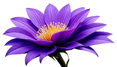 Rare, PNG, isolated, exotic flower, delicate petals, vibrant purple, golden center, intricate details, soft focus, shallow depth of field, warm backlight, 3/4 composition, cinematic lighting.,purple c