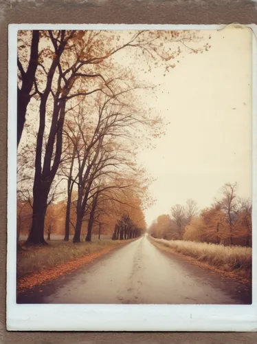 autumn frame,round autumn frame,lubitel 2,maple road,late autumn,fall picture frame,autumn scenery,fall landscape,one autumn afternoon,agfa isolette,autumn walk,photographic film,country road,autumn landscape,forest road,dirt road,chestnut avenue,autumn idyll,autumn day,autumn motive,Photography,Documentary Photography,Documentary Photography 03