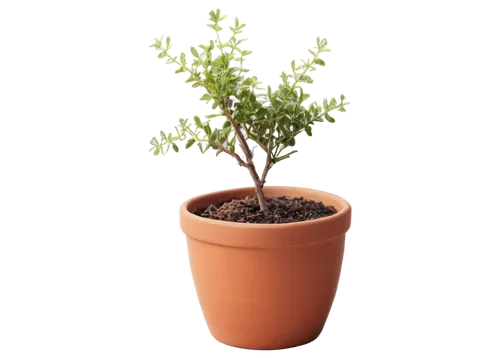 potted tree,potted plant,small tree,dwarf tree,maple tree in pot,bonsai tree,sapling,boxwood,small plant,bursera,ligustrum,container plant,pot plant,boxwoods,flourishing tree,hostplant,argan tree,a young tree,tangerine tree,gymnosperm,Conceptual Art,Daily,Daily 25