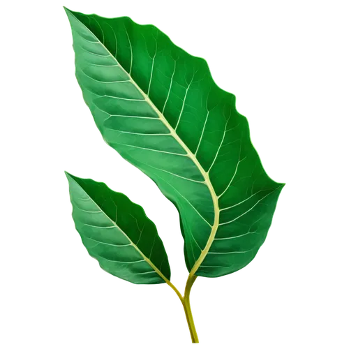 mape leaf,walnut leaf,tropical leaf,banana leaf,fig leaf,tropical leaf pattern,oleaceae,magnolia leaf,bay-leaf,jungle leaf,custody leaf,coconut leaf,tree leaf,leaf background,chestnut leaf,bay leaf,bo leaf,sri lanka,foliage leaf,leaf,Art,Artistic Painting,Artistic Painting 20