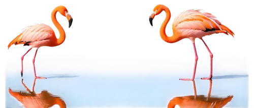 cuba flamingos,flamingo couple,two flamingo,flamingos,flamingoes,greater flamingo,flamingo,pink flamingos,pink flamingo,phoenicopteriformes,phoenicopterus,flamencos,phoenicopteridae,spoonbills,flamingo pattern,flamingo with shadow,jacanas,flamininus,stereogram,gwe,Art,Artistic Painting,Artistic Painting 29