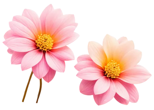 pink daisies,chrysanthemum background,wood daisy background,flowers png,flower background,gerbera flower pink,flower wallpaper,gerbera daisies,gerbera flower,pink floral background,gerbera,paper flower background,minimalist flowers,pink chrysanthemum,floral digital background,cosmos flower,pink flowers,cosmos flowers,pink flower,pink chrysanthemums,Conceptual Art,Sci-Fi,Sci-Fi 11