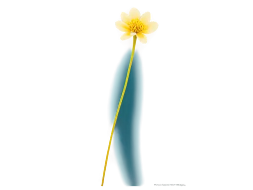 lampion flower,heliospheric,erdsonne flower,bicolored flower,flower of water-lily,pointed flower,flower illustrative,flower illustration,taraxacum,schopf-torch lily,flowers png,tulipa,fire poker flower,lutea,torch lily,photoreceptors,flaming torch,the trumpet daffodil,water lily bud,torch tip,Conceptual Art,Graffiti Art,Graffiti Art 01